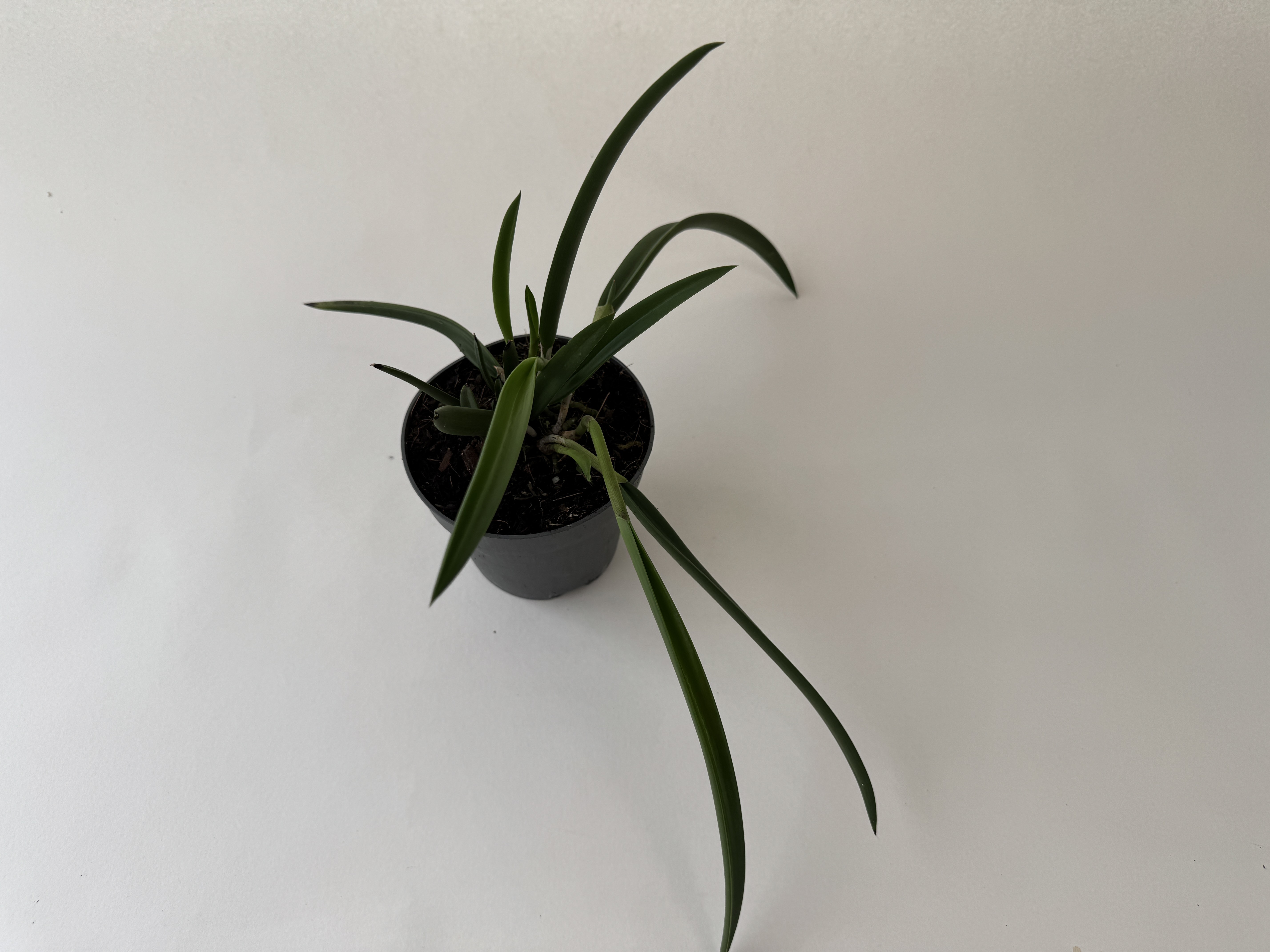 A houseplant with long, narrow, dark green leaves in a black pot. The slightly curved leaves grow upwards and out to the sides. The pot sits against a light grey background for a simple look.