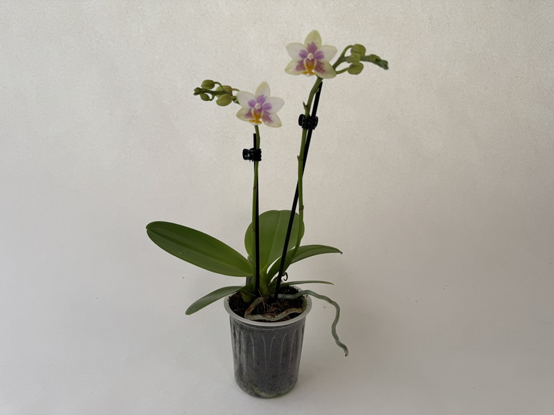 Phalaenopsis ‘Martina’ orchid in a transparent pot. Two flower stems with pale pink-white flowers and a pink-purple centre. Green buds on stems and black pedicels. Glossy leaves, visible roots. Light-coloured background.