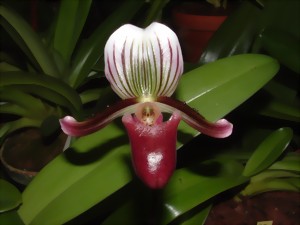 Gros plan sur une orchidée Paphiopedilum barbatum. La fleur présente des rayures blanches et bordeaux sur le pétale supérieur et un labelle rouge bordeaux. Des feuilles vertes entourent la fleur.