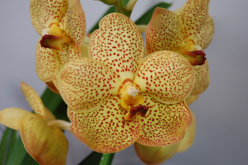 Close-up of an Ascocenda Honey Drops orchid. Yellow petals with small red dots. The centre of the flower is yellow and red.