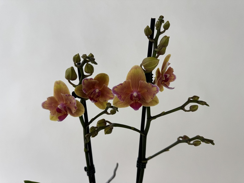 Phalaenopsis-Orchidee mit leuchtenden Blüten in Gold-, Orange- und Pinktönen und auffälliger fuchsiafarbener Lippe. Zwei Rispen mit geöffneten Blüten und vielen geschlossenen Knospen vor hellem, einfarbigem Hintergrund.