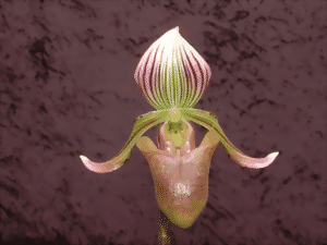 Détail d'une seule fleur de Paphiopedilum fowliei. La fleur est claire, avec des rayures et une forme inhabituelle. Arrière-plan sombre.