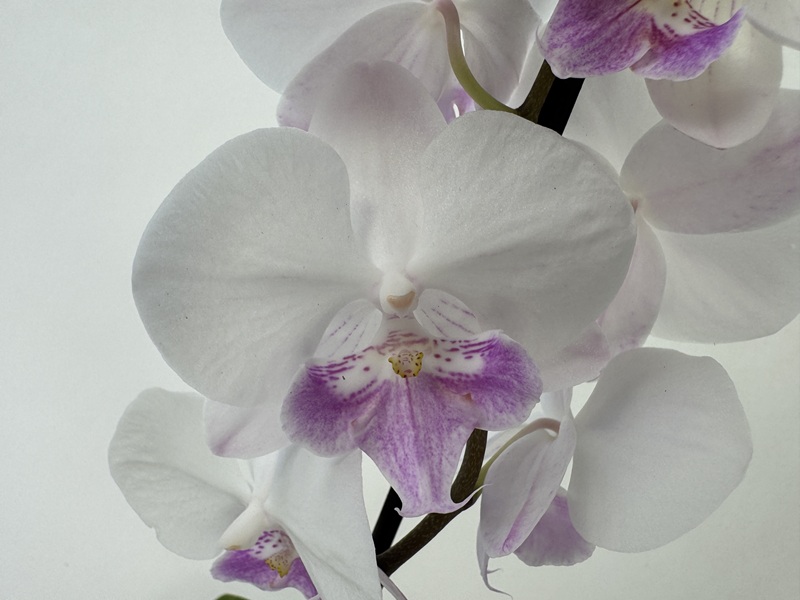 Close-up of flowering Phalaenopsis Mia orchids: delicate, white petals surrounding a striking centre with purple and yellow markings. The elegant flowers are arranged in a raceme against a light-coloured background.