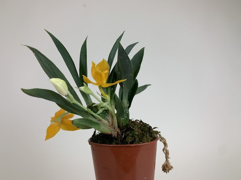 Gelbe Promenaea-Orchidee in braunem Topf vor einem weißen Hintergrund. Die Orchidee hat grüne Blätter und einige weiße Knospen.
