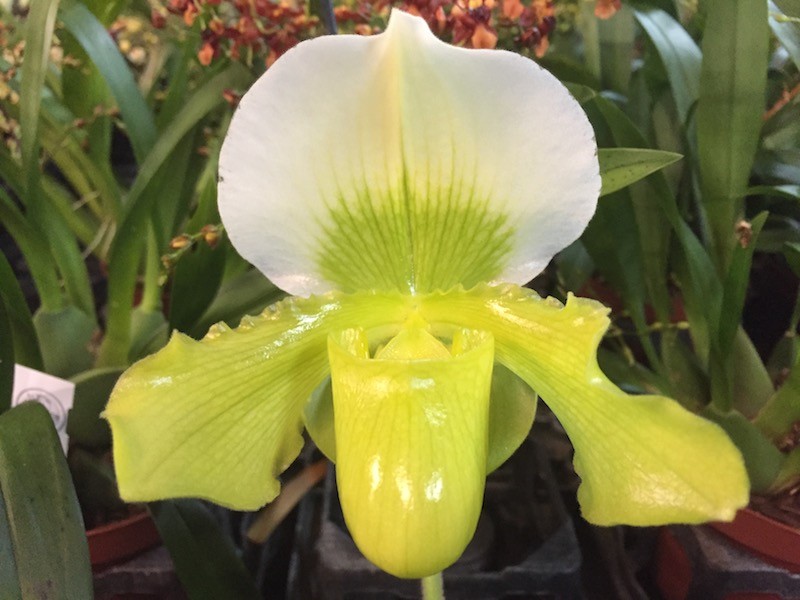 Paphiopedilum insigne 'sanderae' x P. Betty Bracy (1 flower stem)