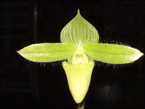 Fleur jaune pâle du Paphiopedilum sukhakulii 'aureum' avec de fins poils sur les pétales horizontaux sur un fond sombre.