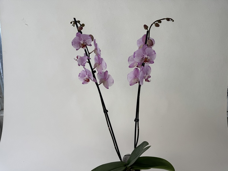 Two slender, dark inflorescences of a Phalaenopsis orchid with numerous open flowers and buds. Light purple to pink in colour, speckled with dark purple in a leopard-like pattern. Green leaves at the base, with a lighter background.