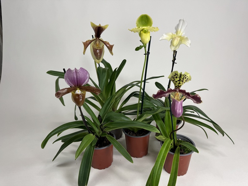 Paphiopedilum-Sortiment (5 knospige/blühende Frauenschuh)