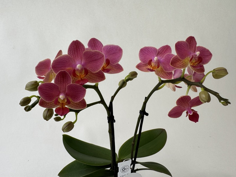 A Phalaenopsis Indy orchid with two panicles full of vibrant pink flowers, featuring yellow-orange accents at their centres. Numerous further flower buds can be seen on the stems, along with their green leaves at the base.