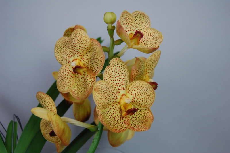 Close-up of an Ascocenda Honey Drops orchid with yellow flowers and red dots, green leaves.