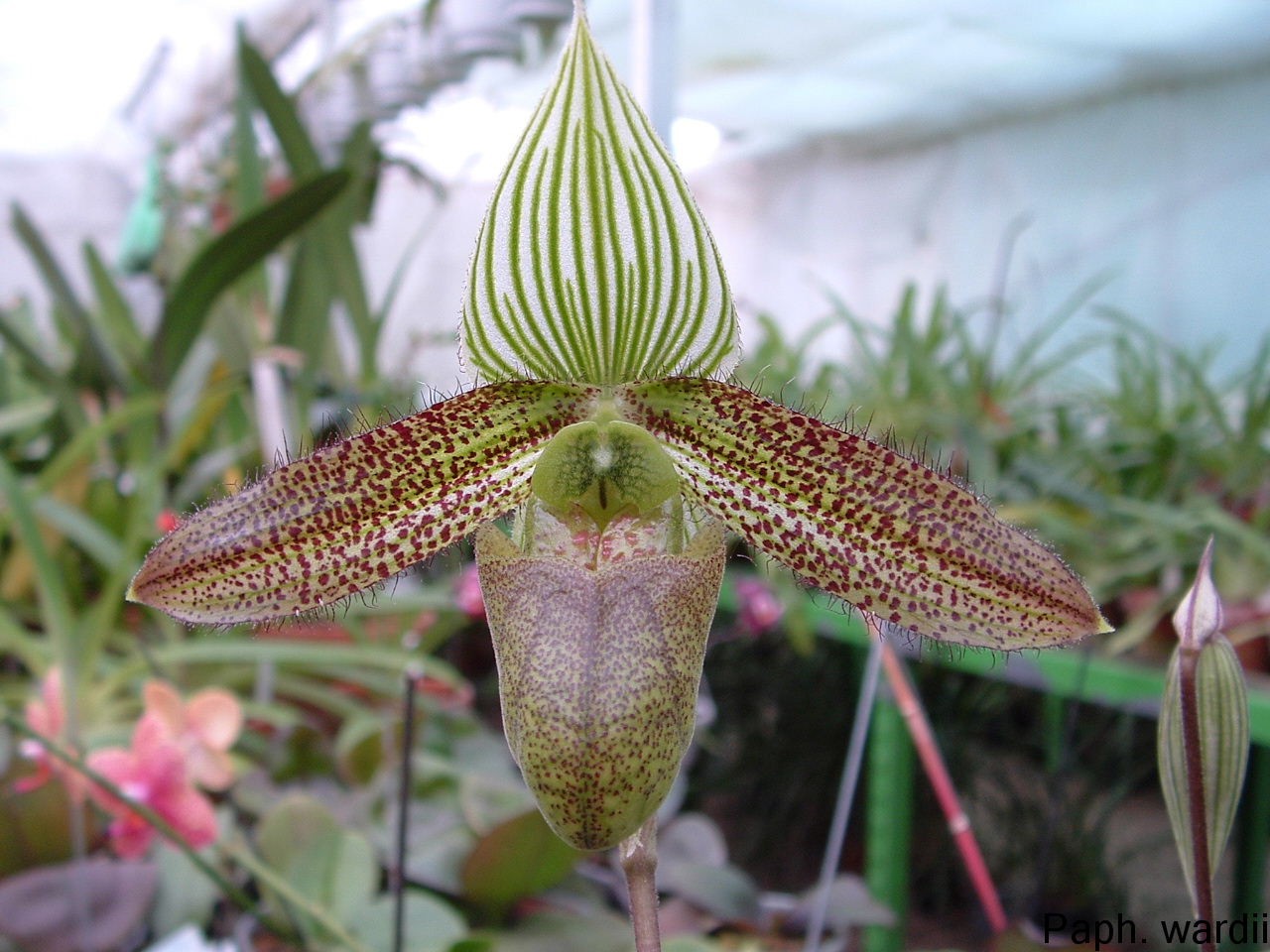 Close-up of a Paphiopedilum wardii orchid. It has a striped, green and white petal structure, brown spotted lateral petals and a green-brown, cup-shaped lip.