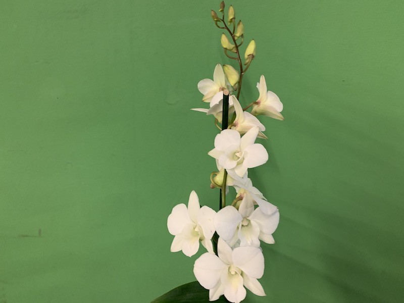 Une élégante orchidée blanche avec plusieurs fleurs écloses et de nombreux boutons sur une tige verticale. Les pétales immaculés sont d'un blanc éclatant et se détachent nettement sur un fond vert uni et sobre.