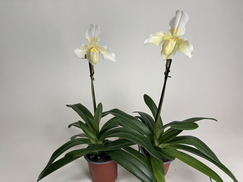 Paphiopedilum Phips 2er Sparset (in Knospe/Blüte)