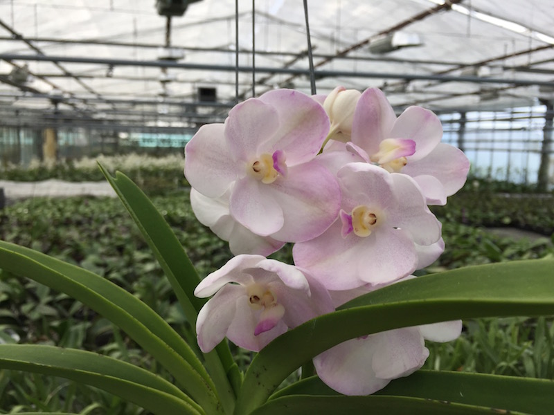 Close-up of an Ascocenda Kultana 'White' flower with white-pink petals and yellow centre against a greenhouse background. Green leaves are visible.