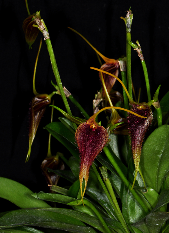 Nahaufnahme von Masdevallia benettii Blüten mit langen, gelben Blütenblättern und bordeauxfarbenen Blütenkelchen.