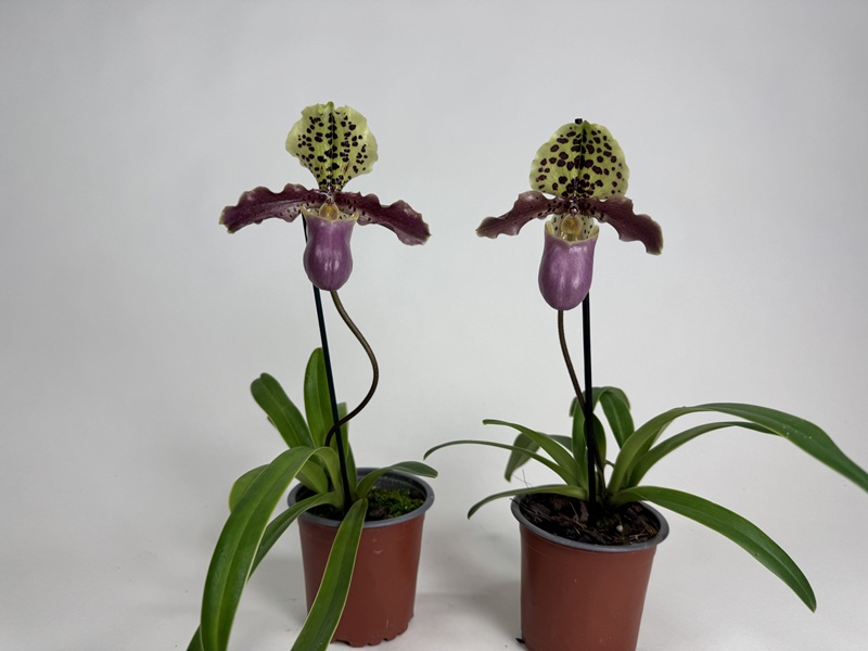 Paphiopedilum henryanum 2er Sparset (in Knospe/Blüte)