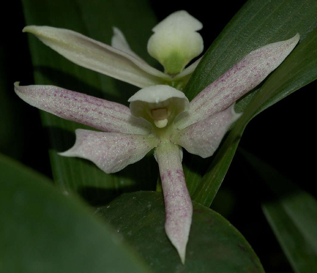 Gros plan sur une fleur d'orchidée Encyclia garciana blanc pâle, aux pétales pointus parsemés de fines taches violettes. Labelle délicat crème. En arrière-plan, autre fleur floue et feuillage sombre.