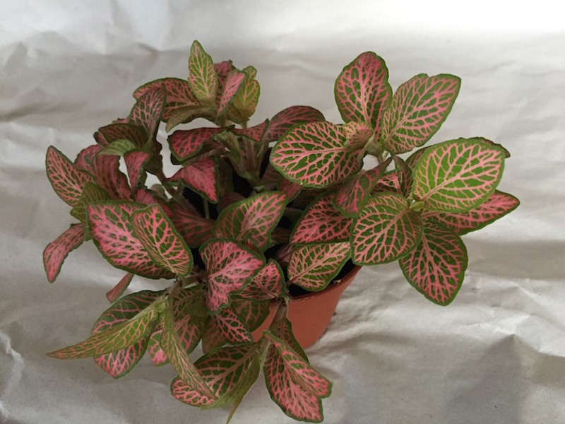 Nahaufnahme einer Fittonia verschaffeltii (Mosaikpflanze) im braunen Topf. Lebhaft grüne Blätter mit netzartigem Muster aus leuchtend rosa Adern. Steht auf leicht zerknittertem weißem Untergrund und wirkt als attraktive Zimmerpflanze.