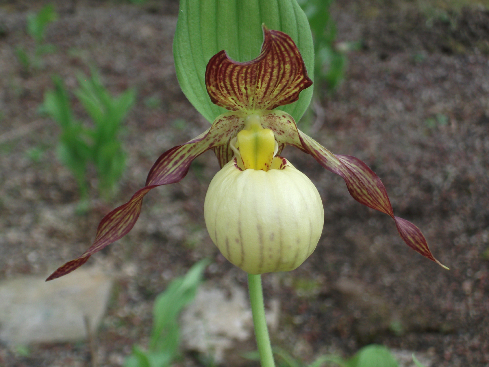 Close-up of a Cypripedium Inge flower. The flower has a round, light-coloured bloom with brown stripes and leaves that hang outwards.