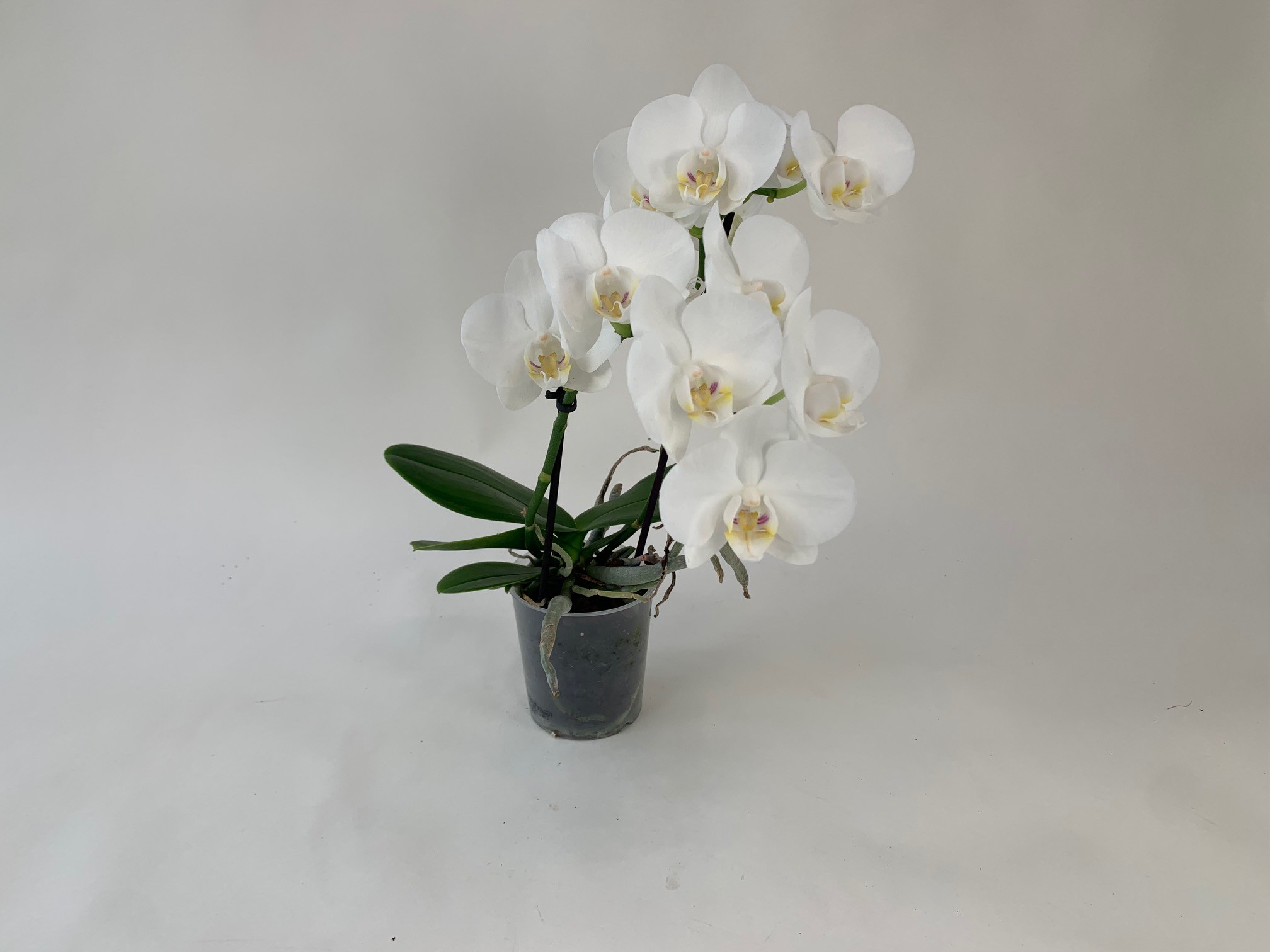Une orchidée Phalaenopsis dans un pot transparent avec des fleurs blanches et des feuilles vertes sur un fond clair.