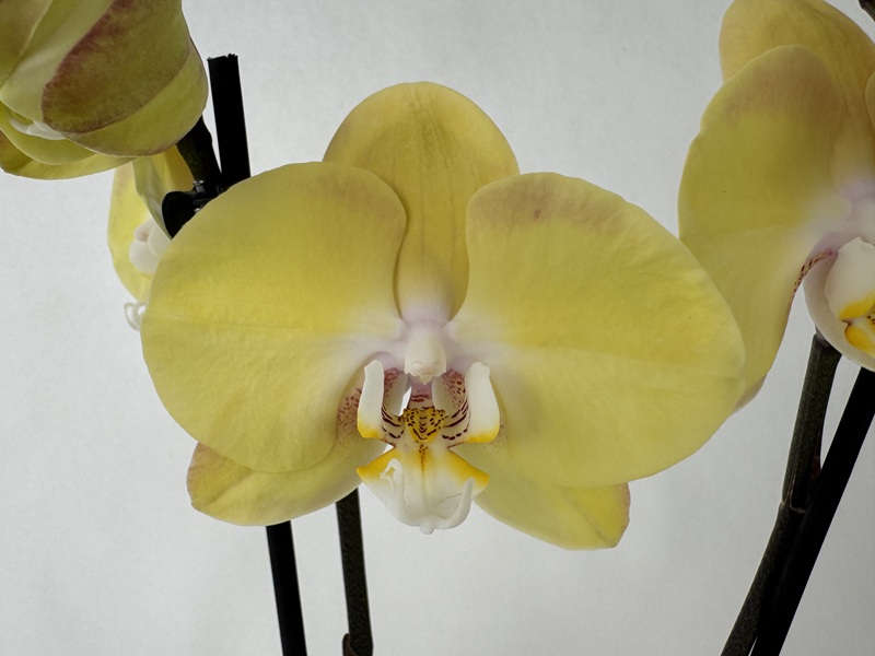A close-up view of a bright yellow Phalaenopsis orchid. The wide-open flower displays soft golden-yellow petals and a white lip with yellow and red speckles in the centre. At the top left is a closed bud.