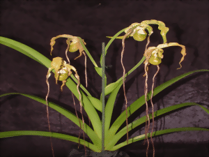 Phragmipedium caudatum 'giganteum' with yellowish-green flowers from which long, brown petals hang. The plant has long, green leaves.