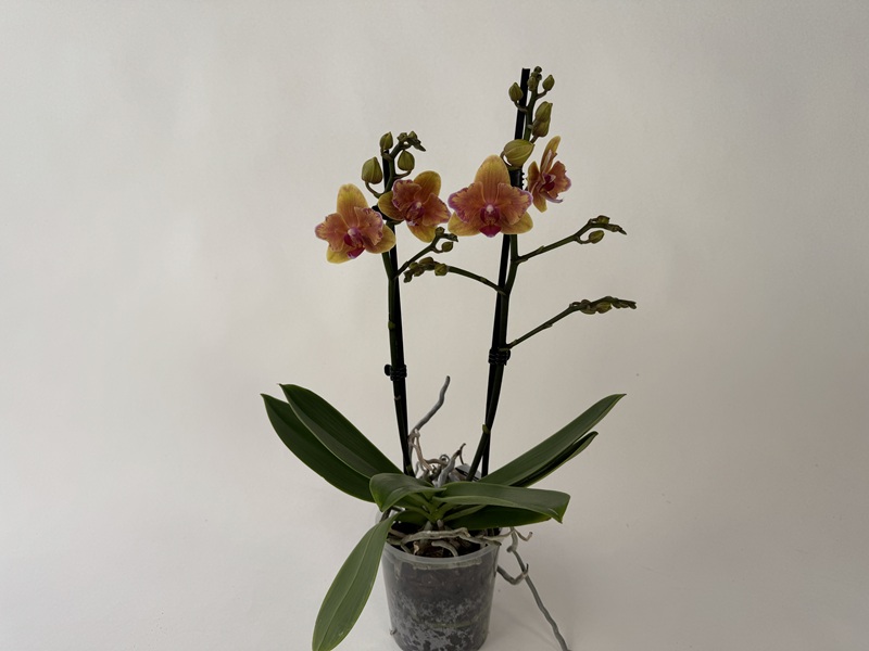 Phalaenopsis Golden Daisy 'Peloric' Orchidee mit zwei blühenden Rispen. Mehrere gold-orange Blüten mit rosaroten Zentren und viele neue Knospen. Im transparenten Topf mit grünen Blättern und sichtbaren Wurzeln.