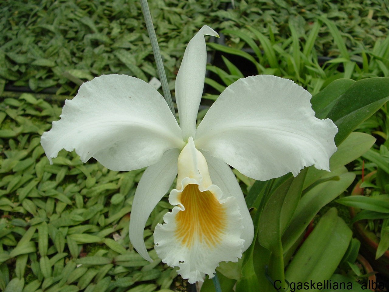 A single Cattleya gaskelliana alba flower. The petals are white with a yellow-orange accent on the inside, set against a backdrop of green foliage.
