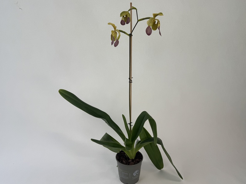 Blühende Paphiopedilum lowii var. semi-alba Orchidee im grauen Topf mit mehreren langen, grünen, nach außen geneigten Blättern. Holzstab stützt den Blütenstiel mit drei Blüten, gelblich-grünen Sepalen und purpur-braunen Petalen.