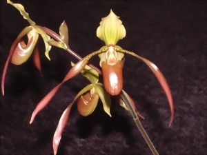 Trois fleurs d'orchidées exotiques Paphiopedilum aux longs pétales effilés de couleur jaune, marron et rouge.
