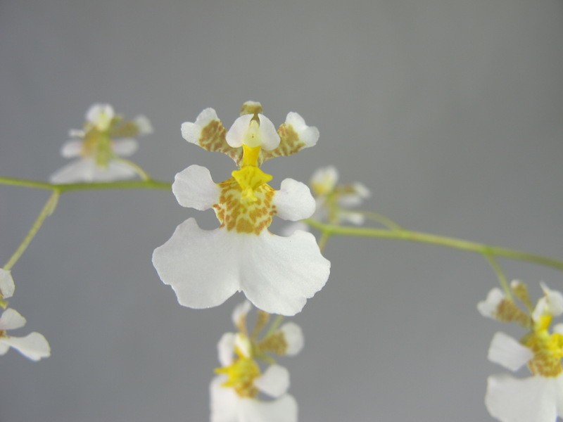 Close-up of a Tolumnia hawkinsoniana orchid. The flowers are white with yellow and brown accents. They grow on a thin, green stem against a grey background.