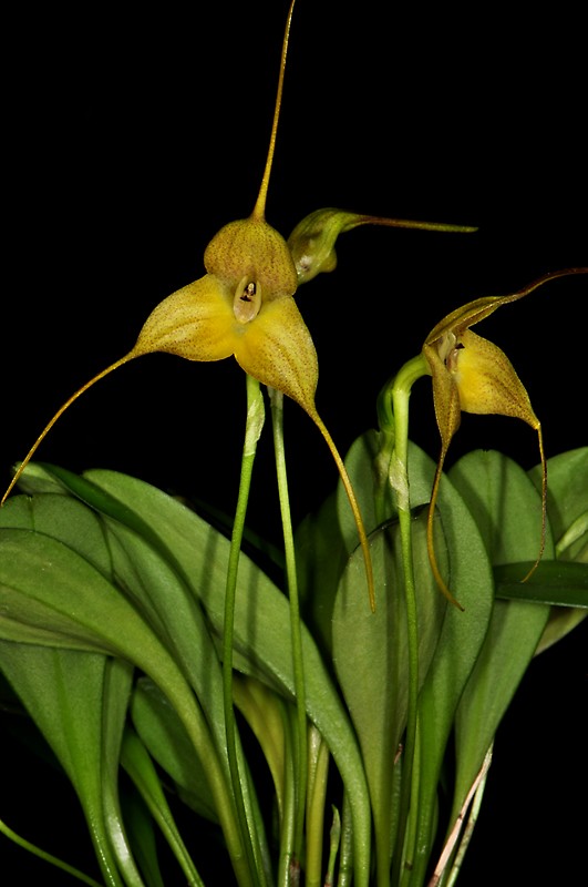 Gelbe Orchidee mit langen, dünnen Ausläufern vor schwarzem Hintergrund und grünen Blättern. Die Blüten haben eine dreieckige Form und braune Akzente.