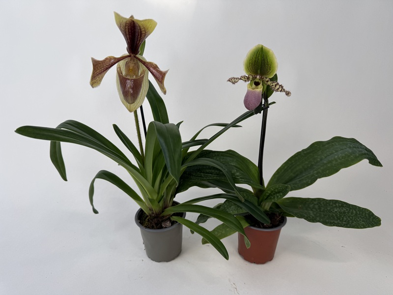 Paphiopedilum villosum/Pinocchio 2er Mix-Set (in Blüte/Knospe)