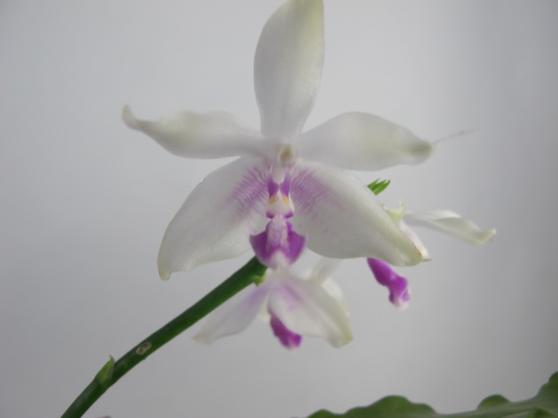 Gros plan sur la fleur de Phalaenopsis fimbriata. Les pétales sont blancs avec des accents violets. La tige est verte.
