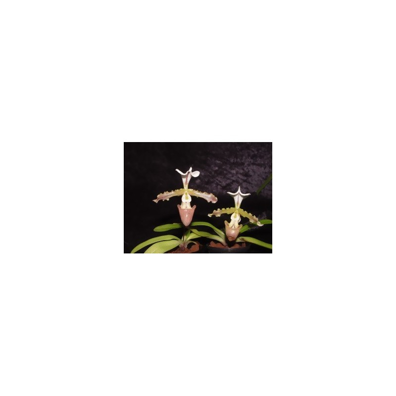 Two Paphiopedilum orchids with green foliage against a dark background. The flowers are whitish-green with brown accents.