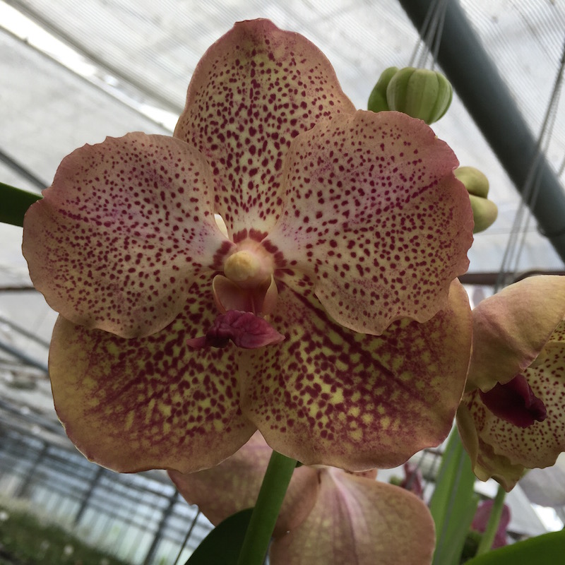 Gros plan sur une orchidée Vanda Copper Spotty. Les pétales sont brun clair avec des mouchetures rougeâtres.