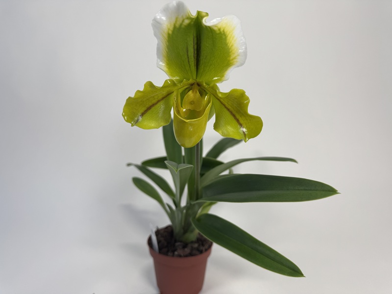 Paphiopedilum-Orchidee mit auffälliger Blüte im braunen Topf: leuchtend gelb-grünes, beutelförmiges Labellum, gewellte hellgrüne Blütenblätter mit feinen roten Adern, oberes Kelchblatt weiß-grün, vor weißem Hintergrund.