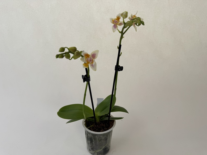 Phalaenopsis Martina 'Triple lip' in durchsichtigem Topf. Zwei Rispen mit cremegelben Blüten, rosa-violetten und orangefarbenen Zeichnungen an der dreifachen Lippe. Viele Knospen noch geschlossen. Grünes Laub.