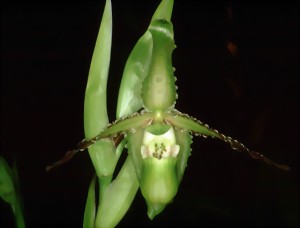 Green Phragmipedium boisserianum flower with long, narrow petals against a dark background. The flower has brown accents.