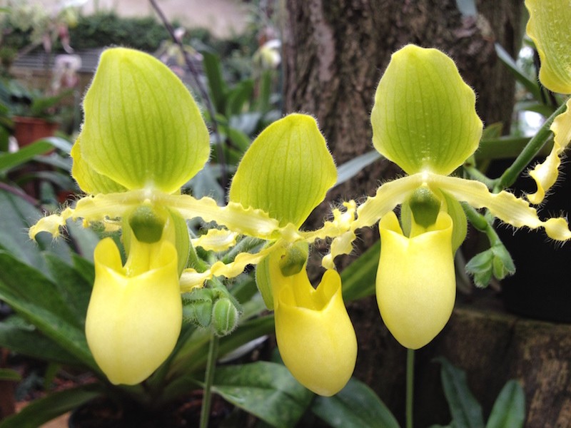 Primulinum Paphiopedilum primulinum