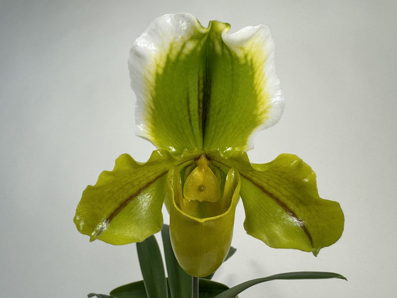 Nahaufnahme einer Paphiopedilum-Orchidee mit auffälliger Blüte: oberes Kelchblatt leuchtend grün mit weißem Rand und dunkler Mittellinie. Seitliche Blütenblätter glänzend lindgrün mit dunklen Adern. Unten grüne Blätter.
