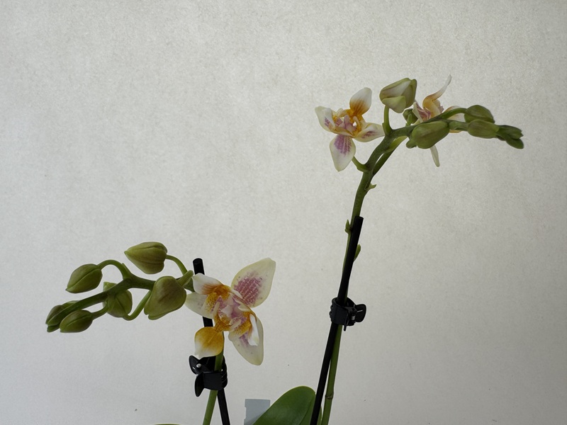 Phalaenopsis-Orchidee mit zwei blühenden Rispen und vielen Knospen. Weiße Blüten mit gelb-orangen Flecken und zarten rosa-violetten Streifen, besonders an der Lippe. Grüne Knospen kurz vor dem Aufblühen, an schwarzen Stäben.