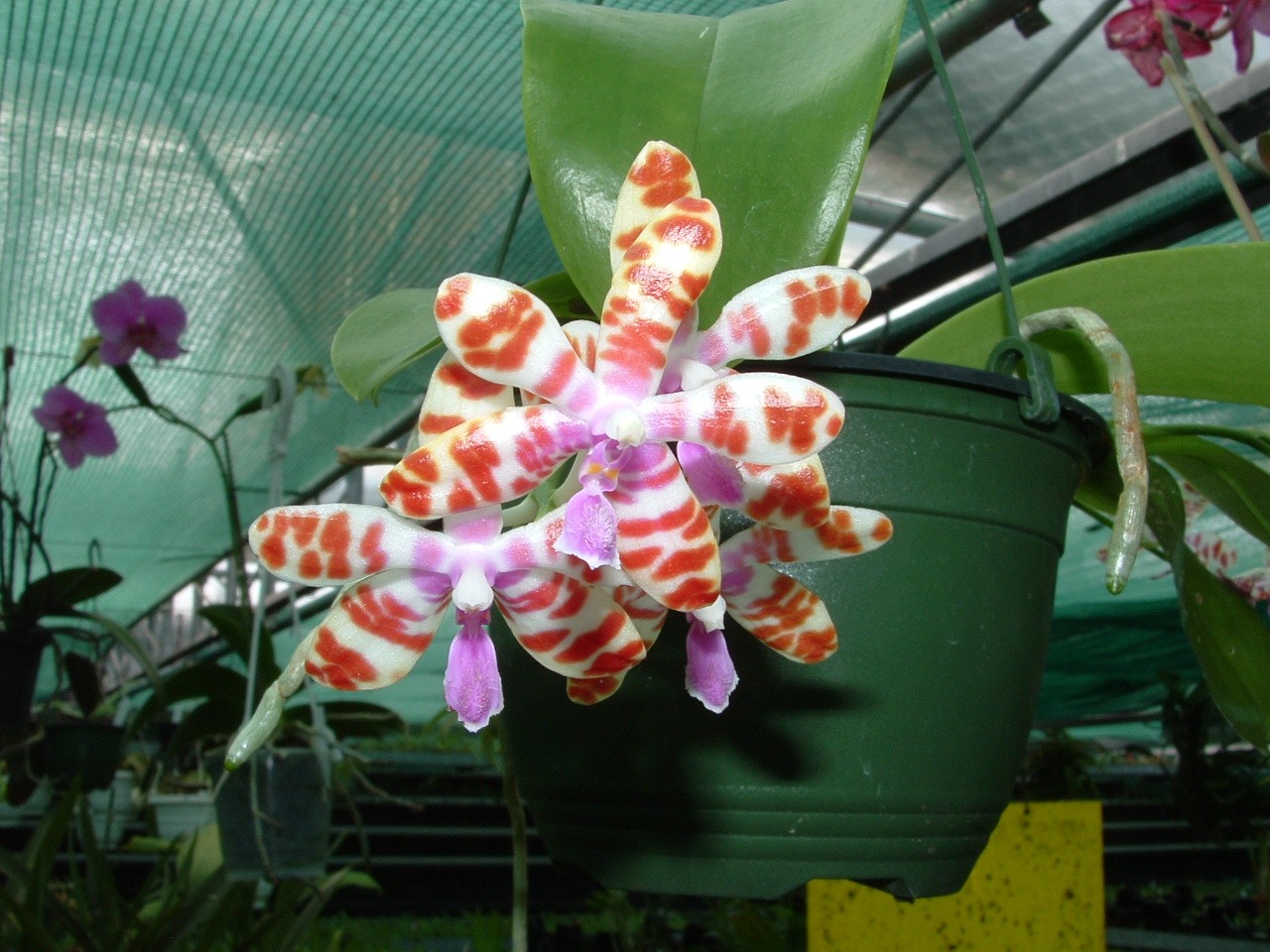 Phalaenopsis mariae Orchidee mit mehreren Blüten: weiße Blütenblätter mit auffälligen dunkelroten Streifen und Flecken, in der Mitte zarte violette Akzente. Hängend in dunkelgrünem Topf, umgeben von Orchideen und grünem Netz.