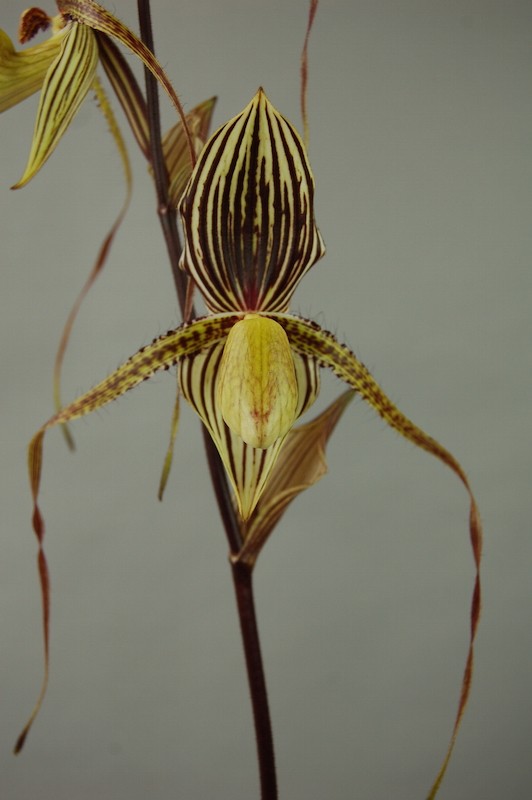 A Paphiopedilum Saint Swithin orchid with striped petals in shades of yellow and brown growing on a slender, brown stem against a blurred, light grey background.
