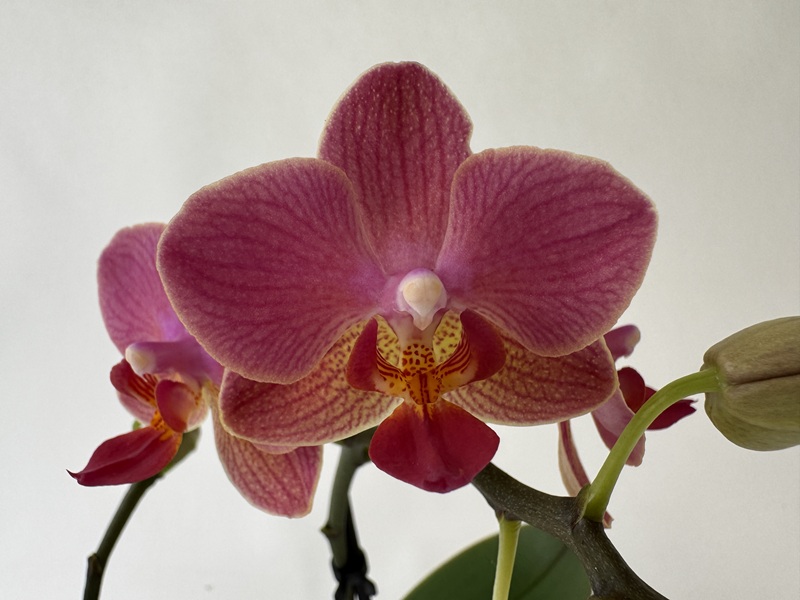 Close-up of a Phalaenopsis Indy orchid bloom: large, bright magenta petals with fine stripes; the central lip is yellow speckled with red accents. In the background are further blooms and a closed bud.