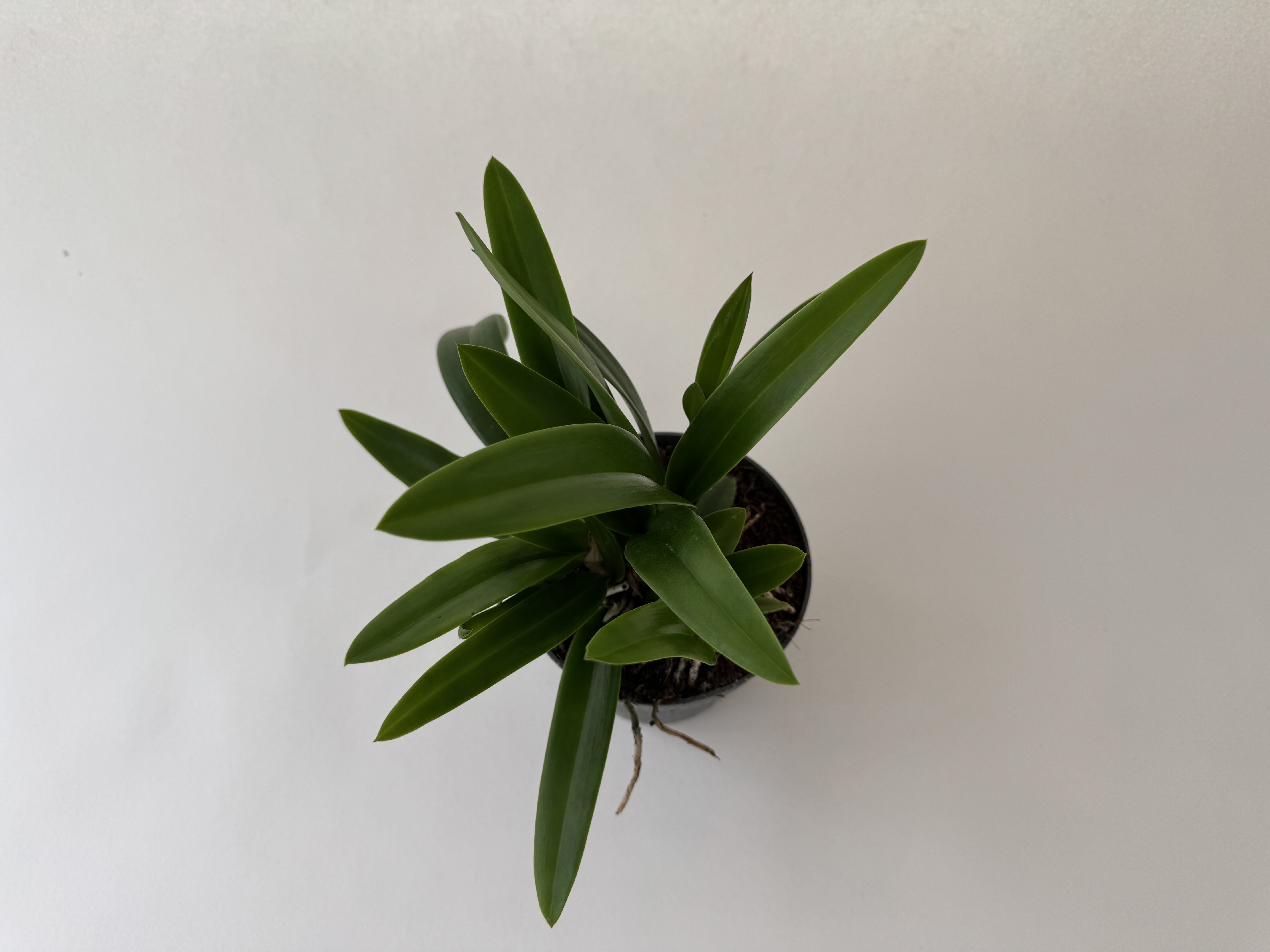 A small plant with lots of long, dark green, pointed leaves in a black pot against a white background. Dark soil is visible, and a few thin roots protrude from the bottom edge.