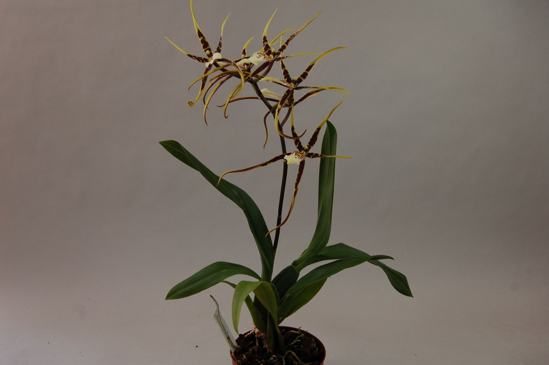 Orchidée Miltassia Toscana dans un pot marron, avec plusieurs fleurs en forme d'étoile. Rayée de jaune et de marron, avec de longs pétales ressemblant à des pattes d'araignée et un cœur clair et motifs. Feuillage vert luxuriant, deux panicules florales.