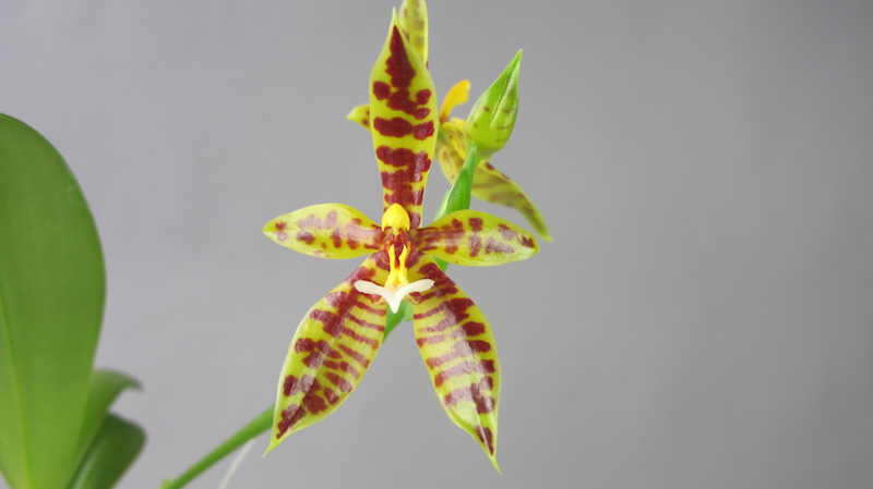 Fleur de Phalaenopsis lamelligera rayée jaune et rouge avec cinq pétales, au centre jaune et blanc. En arrière-plan, une base de feuille verte.