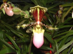 Vue détaillée d'une fleur de Paphiopedilum victoria-reginae 'kalinae'. La fleur est striée de rouge et de brun avec des accents jaunes et verts. Entourée de feuilles vertes.