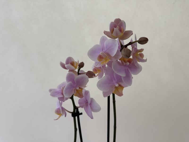 A close-up of a Phalaenopsis Amaglad orchid with many delicate, pale purple flowers and a few closed buds on two dark panicles. The white edges and yellow centres create a gentle gradient against a light background.